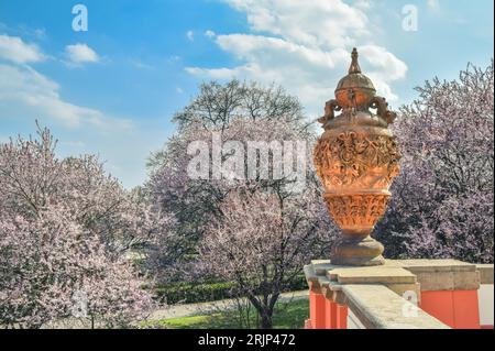 Blühende Sakura-Bäume im Frühling im Garten der Burg Troja, Prag, Tschechische Republik Stockfoto