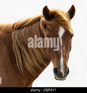 Nahaufnahme eines braunen Pferdes mit weißen Flecken im Gesicht Stockfoto