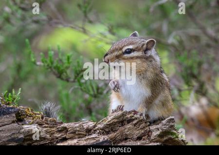 Ein niedlicher Chipmunk, der auf einem umgestürzten Baumzweig thront und mit seinen großen Augen nach außen schaut. Stockfoto