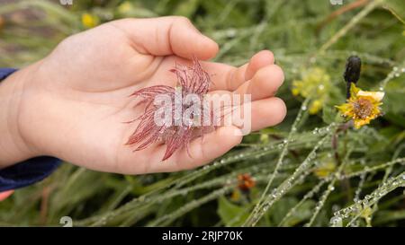 Die Hand eines Kindes hält sanft eine zottige Blume, die mit Tautropfen bedeckt ist Stockfoto