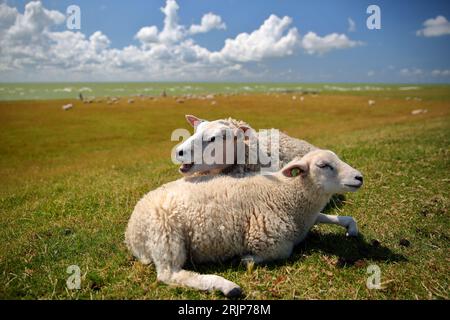 Nahaufnahme von Lämmern, die am Deich in Hindeloopen, Friesland, Niederlande, weiden, mit Ijsselmer See im Hintergrund Stockfoto