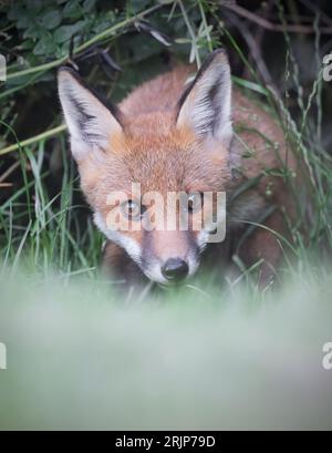 Ein junger wilder Rotfuchs (Vulpes vulpes) am Rande des Unterwuchses, Warwickshire Stockfoto