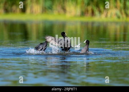 Eine hochauflösende Aufnahme einer Gruppe von eurasischen Buben (Fulica atra), die in einem flachen Teich waten Stockfoto