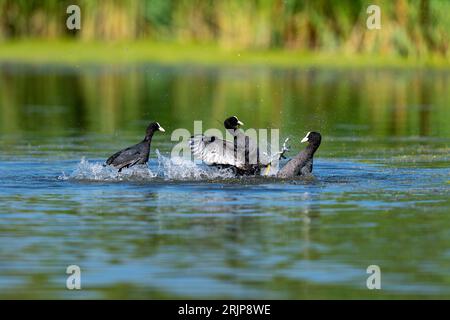 Eine hochauflösende Aufnahme einer Gruppe von eurasischen Buben (Fulica atra), die in einem flachen Teich waten Stockfoto