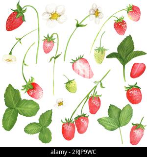 Handgezeichnete Aquarellabbildungen. Set aus Erdbeeren, Blättern und Blüten Stockfoto