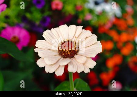 Schöne helle Zinnienblume - Sommerblumen, selektiver Fokus Stockfoto
