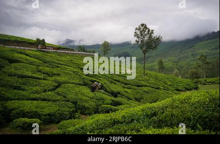 Der Monsun in Munnar Kerala, mit üppigen Teeplantagen im Hintergrund Stockfoto