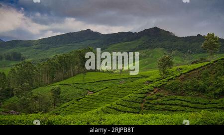 Eine malerische Landschaft von Munnar, Kerala während der Monsunzeit mit üppigen grünen Teeplantagen mit sanften Hügeln im Hintergrund Stockfoto