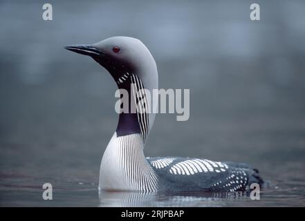 Black-throated Diver (Gavia Arctica) auf Loch Maree im Beinn Eighe National Nature Reserve, Wester Ross, Schottland, Juni 2001 Stockfoto