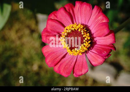 Red zinnia flower close up, selective focus Stock Photo