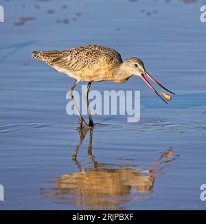 Ein langblättriger Curlew wird auf Nahrungssuche in einem flachen Gewässer gesehen Stockfoto