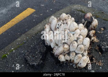 Shaggy Ink Caps brechen durch Aschphalt/Asphalt aus Stockfoto