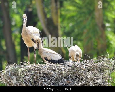 Eine Nahaufnahme einer Herde weißer Störche, die in ihrem großen Nest ruhen Stockfoto