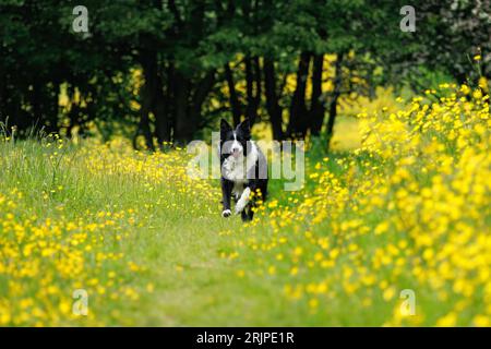 Ein Border Collie, der Buttercup-Feldblumen läuft Stockfoto