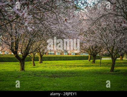 Sakura-Obstgarten, Troja-Burg, Prag, Tschechische Republik Stockfoto