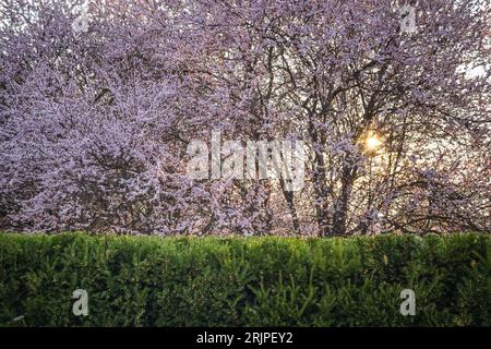 Sakura trees and green shrub, Troja Castle, Prague, Czech Republic Stock Photo