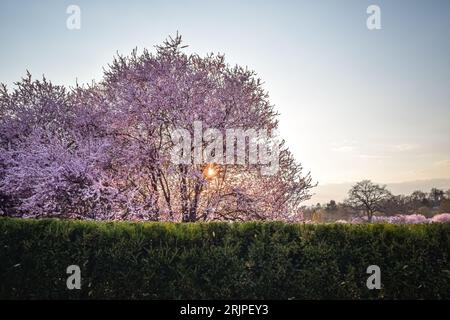 Sakura trees at sunset, Troja Castle, Prague, Czech Republic Stock Photo