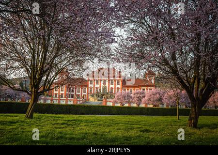 Sakura-Bäume in den Gärten der Burg Troja, Prag, Tschechische Republik Stockfoto