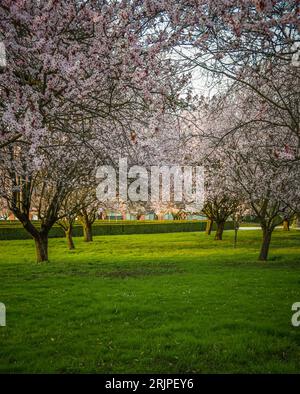 Sakura trees in the gardens, Troja Castle, Prague, Czech Republic Stock Photo