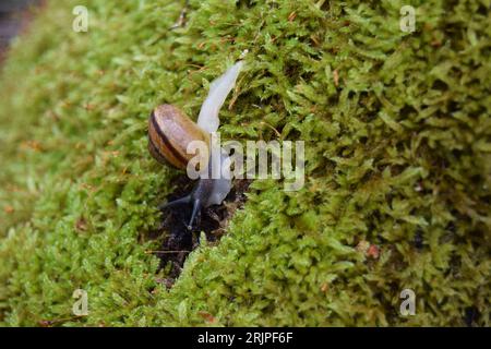 Schnecke auf einem Spaziergang im Moos Stockfoto