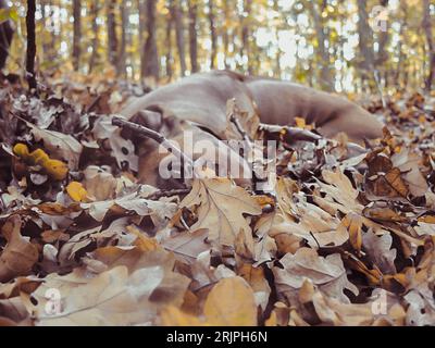 Rhodesian ridgeback Hund Klettern im Blatt - Detail Stockfoto