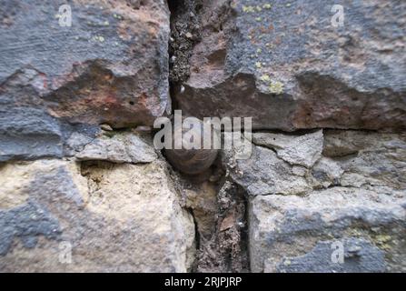 Eine Nahaufnahme einer Schnecke, die auf einer Steinmauer mit Rissen und Rissen in der Oberfläche kriecht Stockfoto