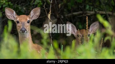 Two white tail fawn deer, one in the background in the woods in Warren County, Pennsylvania, USA on a sunny summer day Stockfoto
