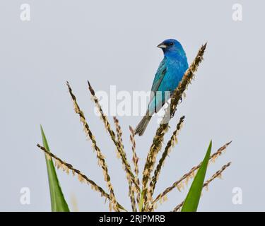 Ein Indigo-Bunting auf einer grünen Pflanze in Dover, Tennessee Stockfoto