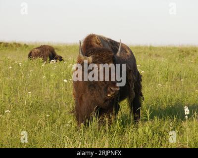 Ein amerikanischer Bison, der auf den Graslandschaften im Prairie State Park weidet. Mindenmines, Missouri. Stockfoto