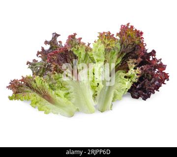 Blätter des frischen, auf Weiß isolierten roten Korallensalats Stockfoto