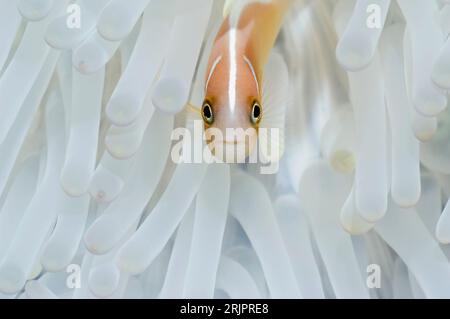 Rosa Anemonenfische (Amphiprion perideraion) in gebleichter Anemone. Anemonen- (und Korallen-) Bleichen entsteht, wenn die symbiotischen Zooxanthellen (einzellig Stockfoto