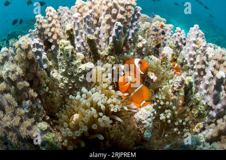 Spinecheek-Anemonfisch (Premnas biaculeatus) in der Wirtsanemone von cora (Goniopora sp)l. Bunaken National Park, Nord-Sulawesi, Indonesien. Stockfoto