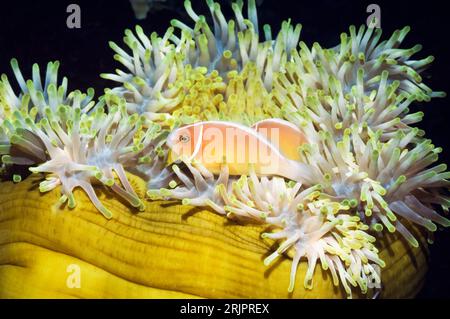 Rosa Anemonenfische (Amphiprion perideraion) mit teilgebleichter Prachtanemone (Heteractis magnifica). Bunaken National Park, Nord-Sulawesi, I Stockfoto