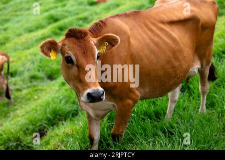 Ein hochauflösendes Bild einer braunen Kuh in einem üppigen grünen Feld mit Fokus auf Kopf und Gesichtszüge Stockfoto