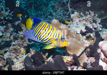 Regale Engelsfische (Pygoplites diacanthus) schwimmen über Korallenriff. Andamanensee, Thailand. Stockfoto