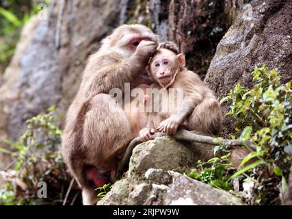 Bildnummer: 51239907 Datum: 10.05.2006 Copyright: imago/Xinhua harmonische Bärenmakaken-Familie (Macaca arctoides) im - Mount Wuyi - Naturpark in der Region Fujian - PUBLICATIONxNOTxINxCHN, Tiere , Harmonie; 2006, Fujian, Junges, jung, Nachwuchs, Jungtier, Jungtiere, Affensäugling, Affen, Säugling, Affensäuglinge, Säuglinge, Baby, Babys, Affe, Stumpfschwanzmakak, Stumpfschwanzmakaken, Makaken, Bärenmakak, Bärenmakaken, Naturparks, Naturpark, Natur, Säugetiere, lausen, sich, laust; , quer, Kbdig, Gruppenbild, China, , Asien Stockfoto