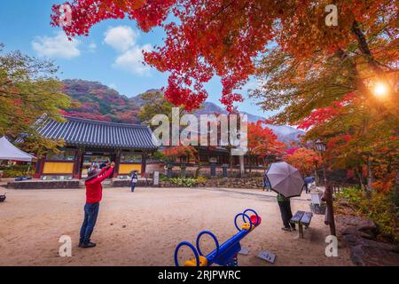 Naejangsan-Nationalpark, Herbst in Korea und Ahornbaum im Park, Südkorea. Stockfoto