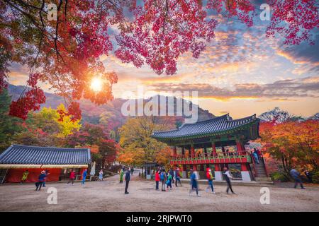 Naejangsan-Nationalpark, Herbst in Korea und Ahornbaum im Park, Südkorea. Stockfoto