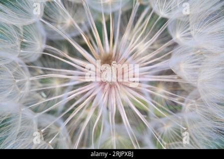 Löwenzahn-Ziegenbart auf verschwommenem Wiesenhintergrund. Großer Löwenzahn. Stockfoto