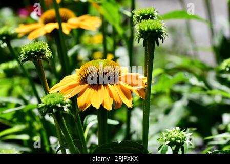 Eine Nahaufnahme des lebhaften Echinacea „Granada Gold“-Koneflors. Stockfoto