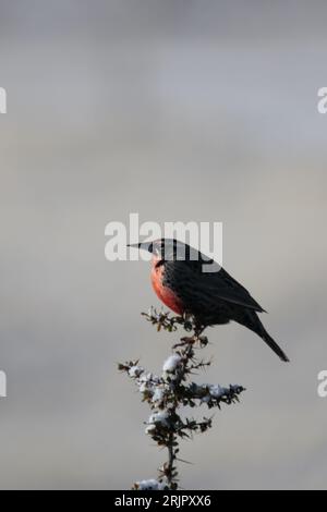 Eine langschwänzige Wiesenlarche, die auf einem Ast thront. Leistes loyca. Stockfoto