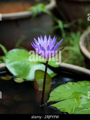 Ein leuchtend blauer Lotus in einem ruhigen Teich, umgeben von grünem Laub. Stockfoto