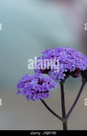 Eine Nahaufnahme der lila Verbena Buenos Aires (Verbena bonariensis) Blüten in Blüte Stockfoto
