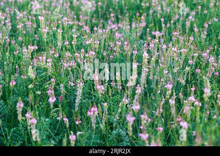 Rosafarbenes Blumenfeld, Esparsette, Onobrychis viciifolia. Honigpflanze. Hintergrund der Wildblumen. Blühende wilde Blüten von Esparsette oder Weihklee Stockfoto