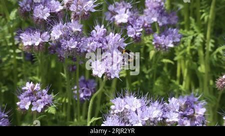 Eine Nahaufnahme einer Biene, die eine Gruppe von leuchtend violetten Lacy Phacelia-Blüten bestäubt Stockfoto