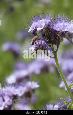 Eine Nahaufnahme einer Biene, die eine Gruppe von leuchtend violetten Lacy Phacelia-Blüten bestäubt Stockfoto