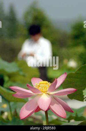 Bildnummer: 51296455 Datum: 18.06.2006 Copyright: imago/Xinhua Lotosblume (Nelumbo nucifera) auf der 20. Lotosausstellung in Hangzhou - PUBLICATIONxNOTxINxCHN, Pflanzen; 2006, Hangzhou, Zhejiang, Lotos, Lotus, Lotosblumen, Lotusblumen, Blume, Blumen, Blühen, Blühen, blühend, Ausstellungen, Blüte, Blüten, Lotosblüte, Lotosblüten, Lotusblüte, Lotusblüten; , hoch, Kbdig, Einzelbild, China, , Stockfoto