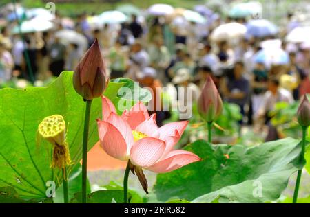 Bildnummer: 51296453 Datum: 18.06.2006 Copyright: imago/Xinhua Lotosblume (Nelumbo nucifera) auf der 20. Lotosausstellung in Hangzhou - PUBLICATIONxNOTxINxCHN, Pflanzen; 2006, Hangzhou, Zhejiang, Lotos, Lotus, Lotosblumen, Lotusblumen, Blume, Blumen, Blühen, Blühen, blühend, Ausstellungen, Blüte, Blüten, Lotosblüte, Lotosblüten, Lotusblüte, Lotusblüten; , quer, Kbdig, Einzelbild, China, , Stockfoto