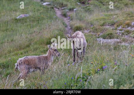 Die beiden iberischen Wildziegen auf einer grünen Wiese. Stockfoto