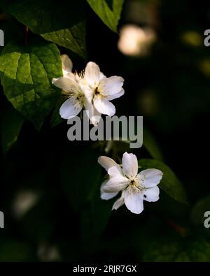 Die zarten weißen Blumen vor einem dunkelgrünen Hintergrund. Philadelphus coronarius, süße Mockorange. Stockfoto